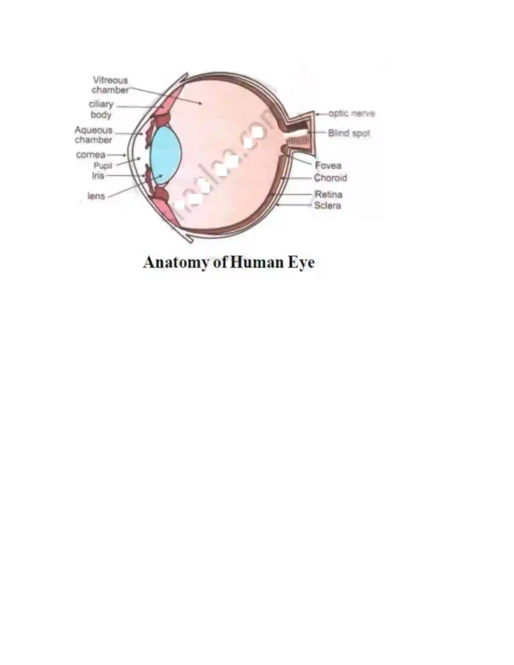 Maharashtra Board Class 12th 2012 Biology - Oct 2012 Previous Year Paper 17