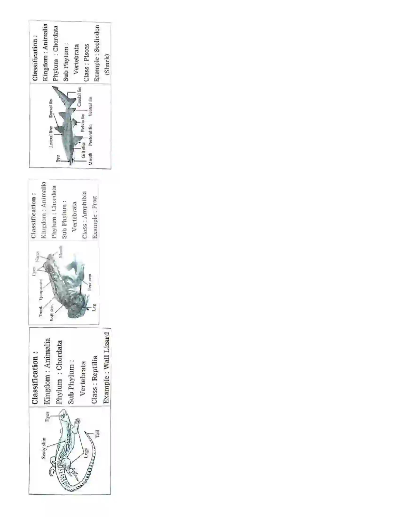 Maharashtra Board Class 10th Science Part - 2 Animal Classification Revision Note 12