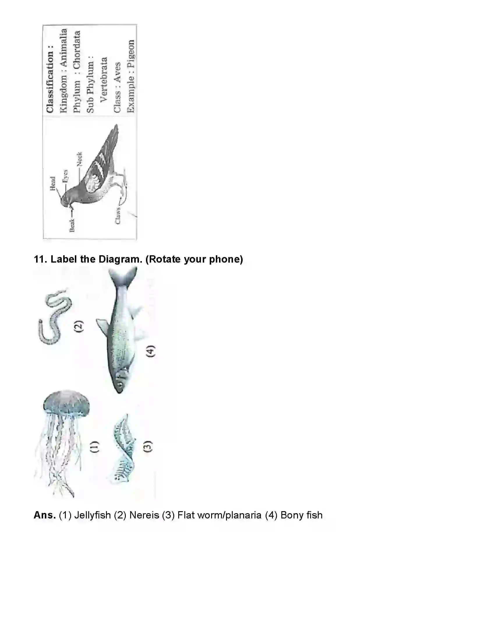 Maharashtra Board Class 10th Science Part - 2 Animal Classification Revision Note 13