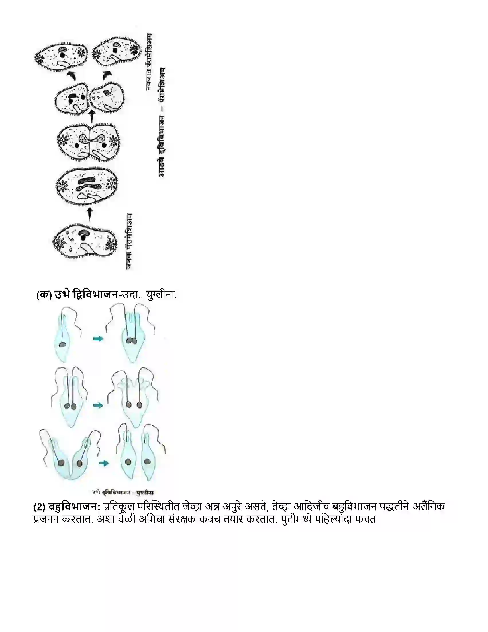 Maharashtra Board Class 10th विज्ञान भाग - २ सजीवांतील जीवनप्रक्रिया भाग-2 Revision Note 3