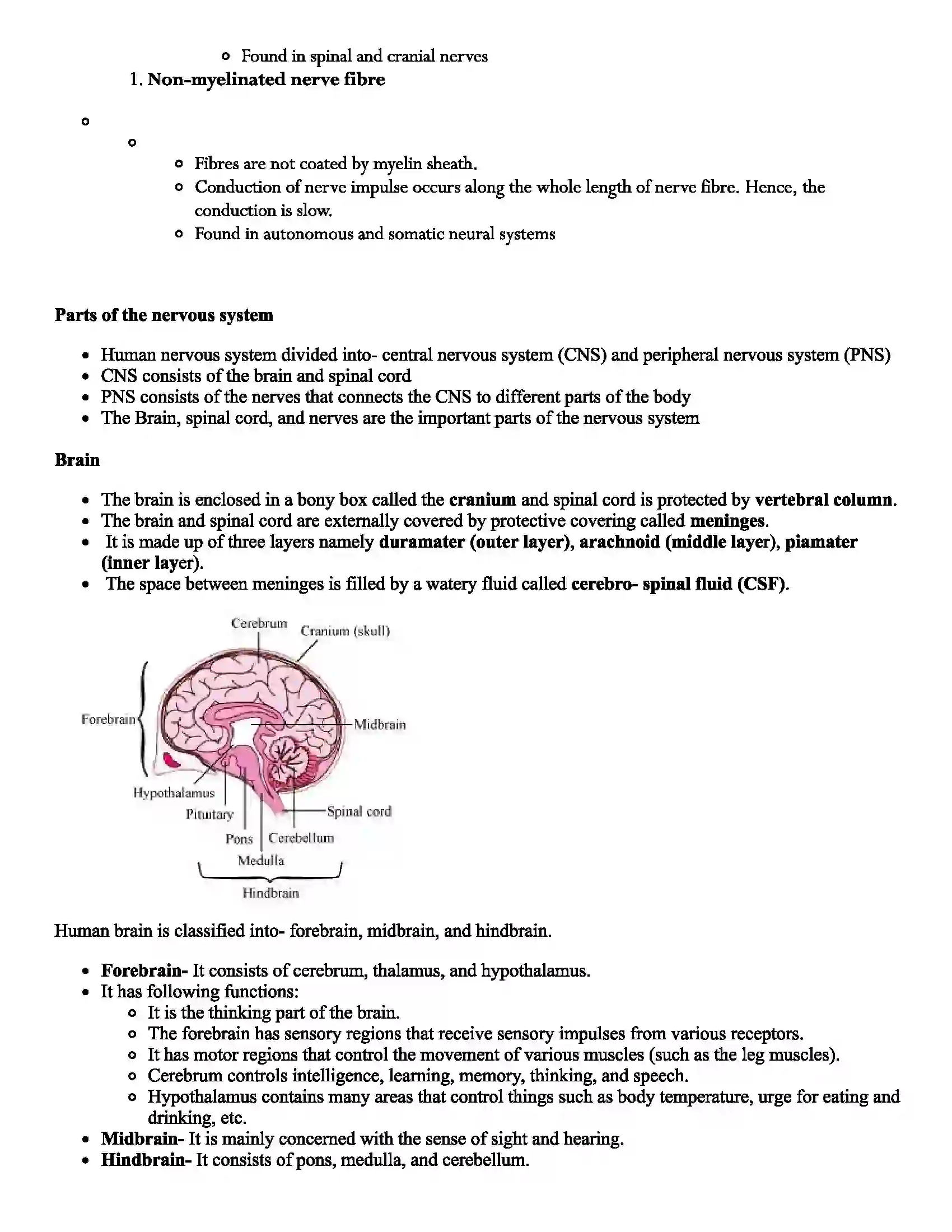 Maharashtra Board Class 12th Biology Control and Co-ordination Revision Note 2