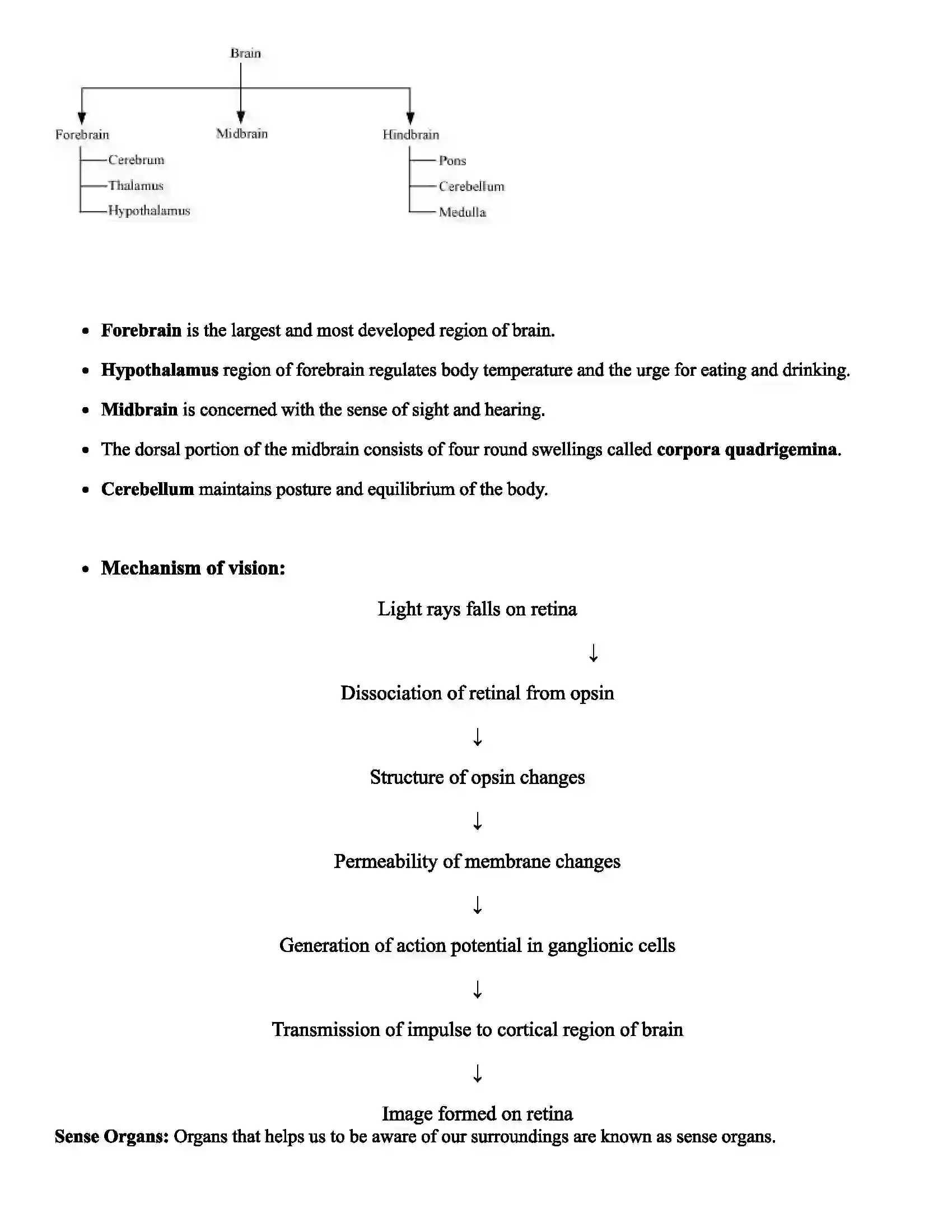 Maharashtra Board Class 12th Biology Control and Co-ordination Revision Note 5