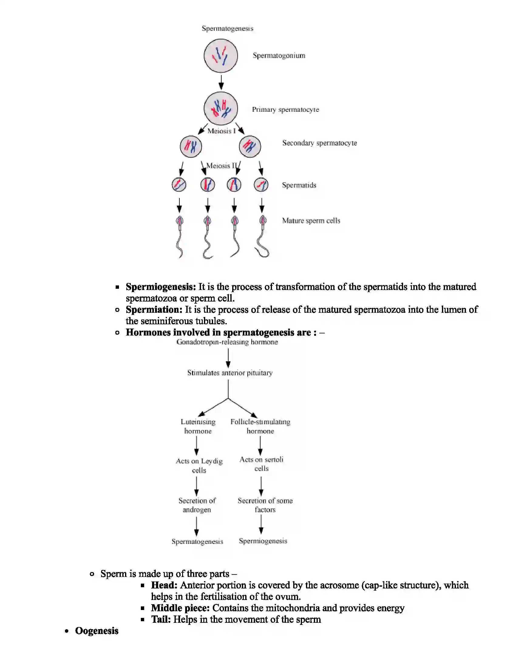 Maharashtra Board Class 12th Biology Human Reproduction Revision Note 4