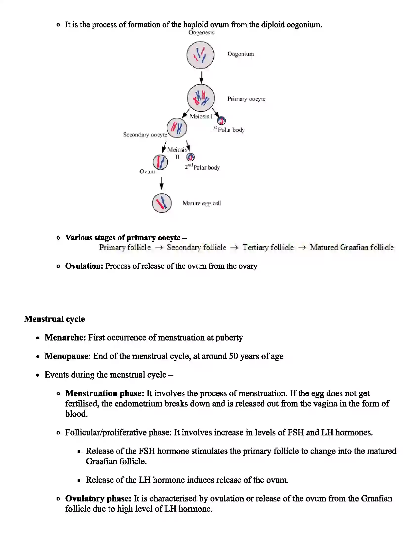 Maharashtra Board Class 12th Biology Human Reproduction Revision Note 5