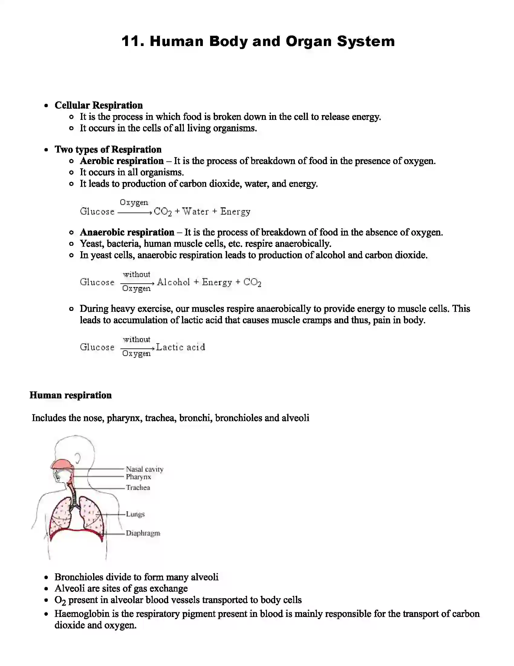 Maharashtra Board Class 8th Science Human Body and Organ System Revision Note 1