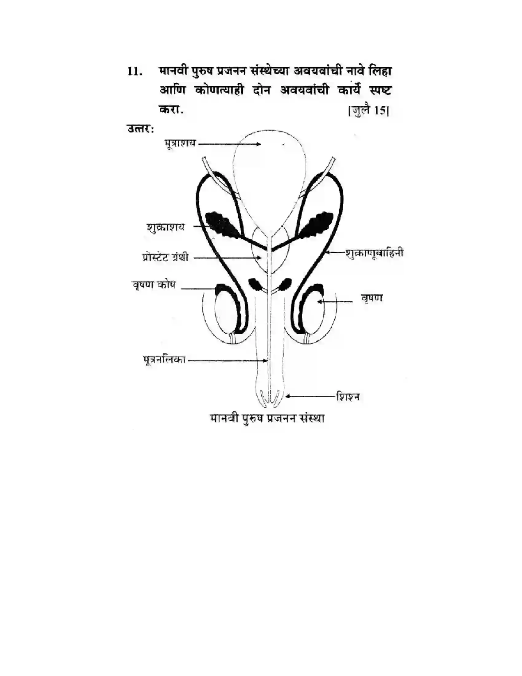 Maharashtra Board Class 10th Science & Technology - Marathi Medium The Life Cycle Solution 22