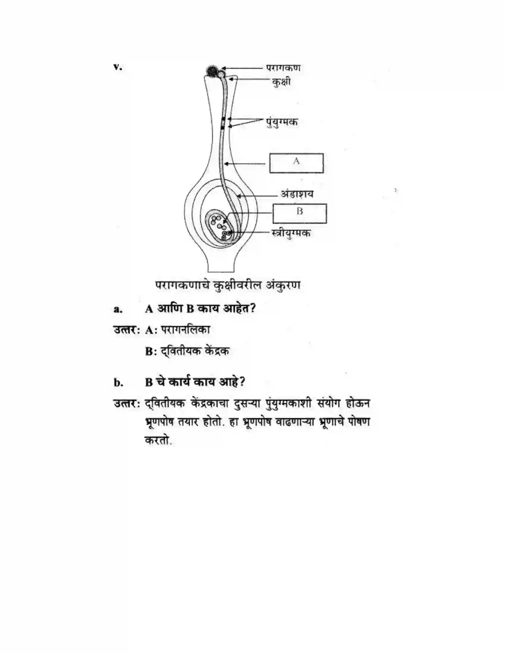 Maharashtra Board Class 10th Science & Technology - Marathi Medium The Life Cycle Solution 47