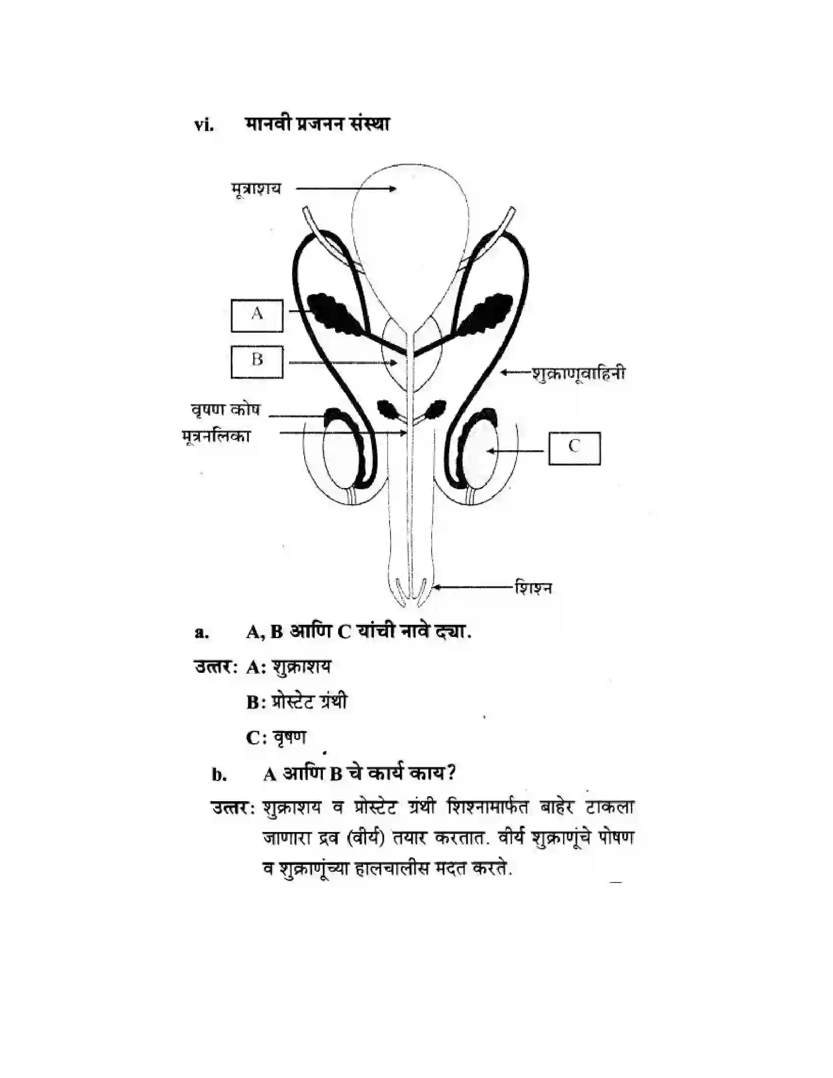 Maharashtra Board Class 10th Science & Technology - Marathi Medium The Life Cycle Solution 48