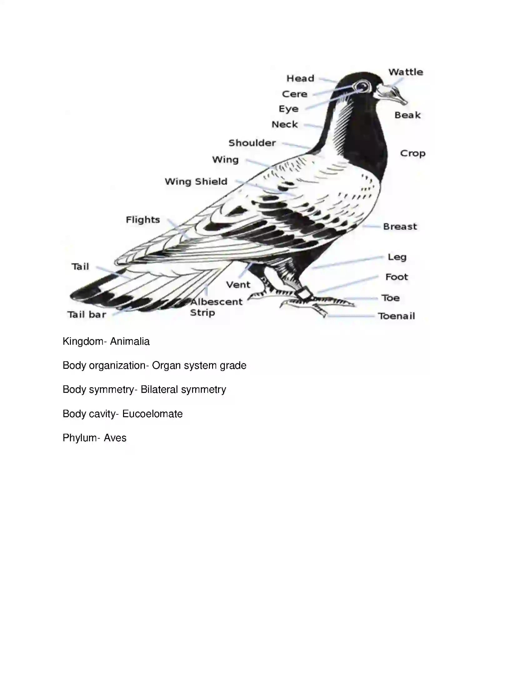 Maharashtra Board Class 10th Science & Technology-II - English Medium Animal Classification Solution 20