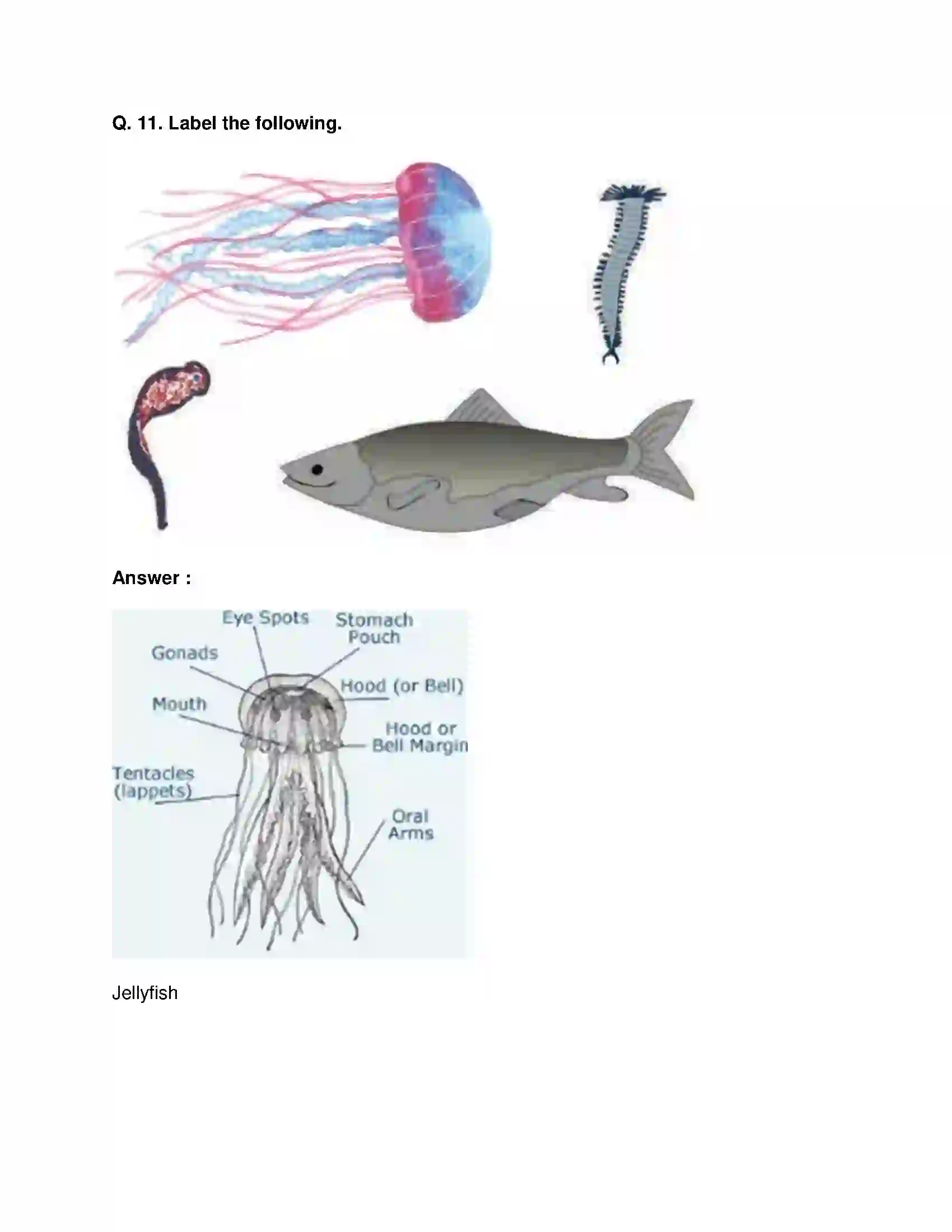 Maharashtra Board Class 10th Science & Technology-II - English Medium Animal Classification Solution 21
