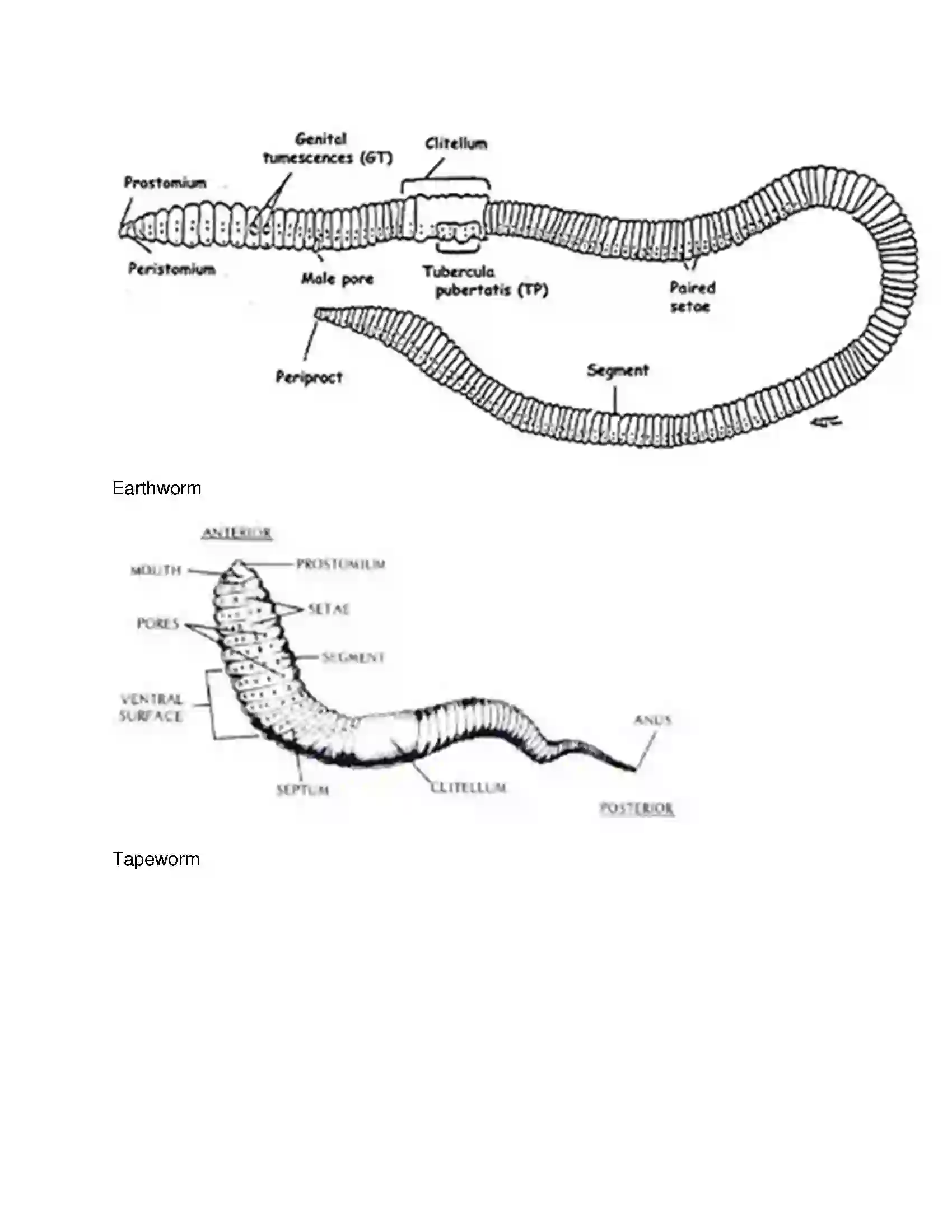 Maharashtra Board Class 10th Science & Technology-II - English Medium Animal Classification Solution 22