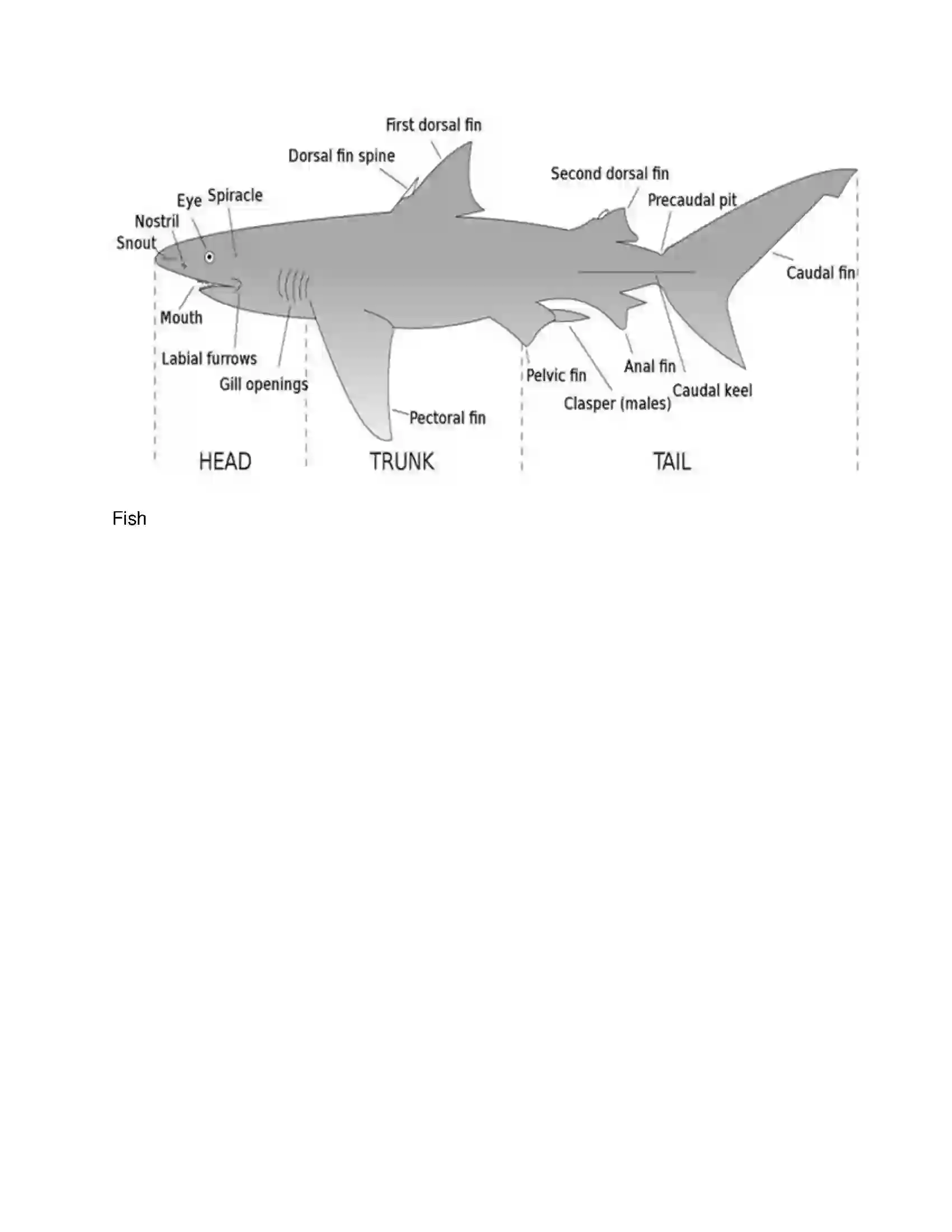 Maharashtra Board Class 10th Science & Technology-II - English Medium Animal Classification Solution 23
