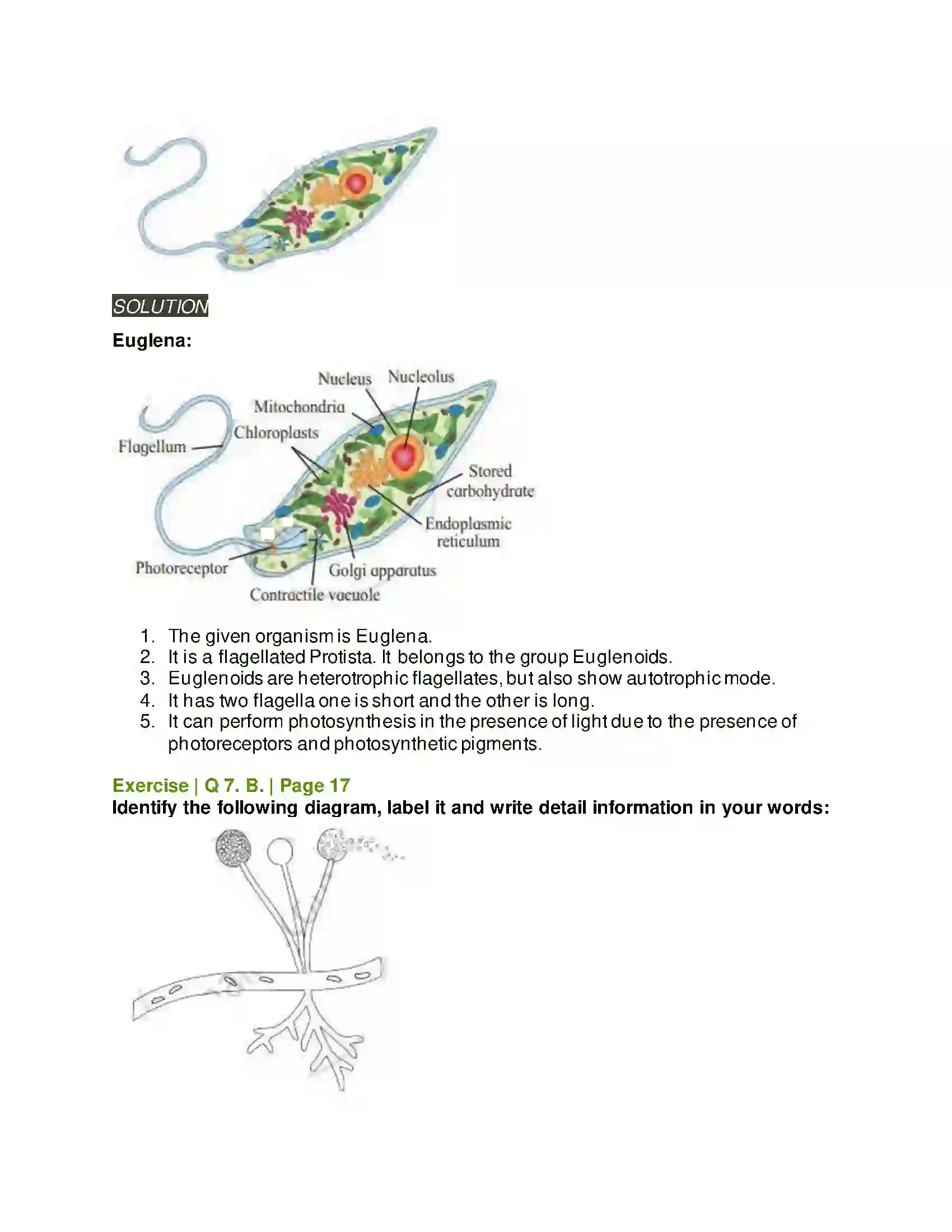 Maharashtra Board Class 11th Biology Systematics of Living Organisms Solution 8