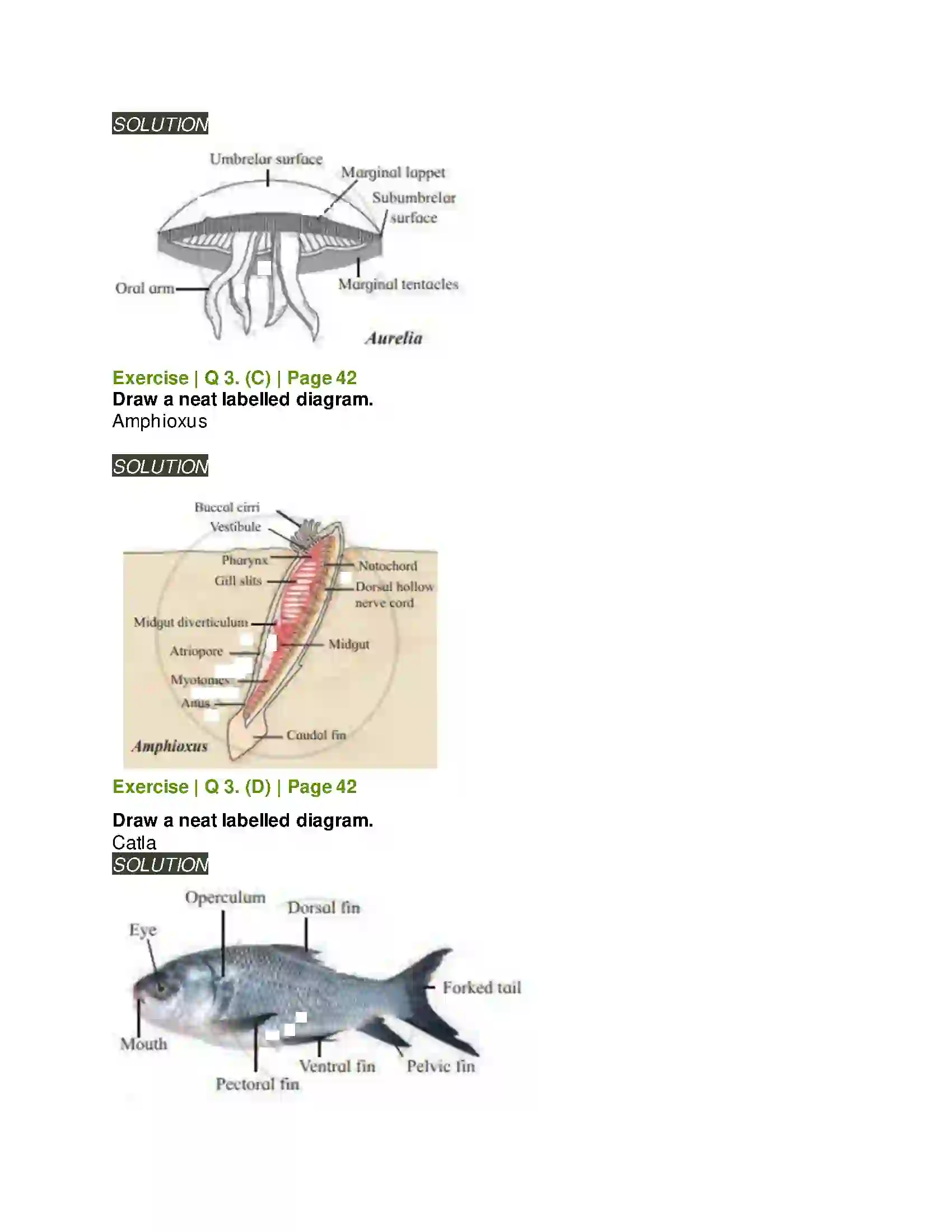 Maharashtra Board Class 11th Biology Kingdom Animalia Solution 5