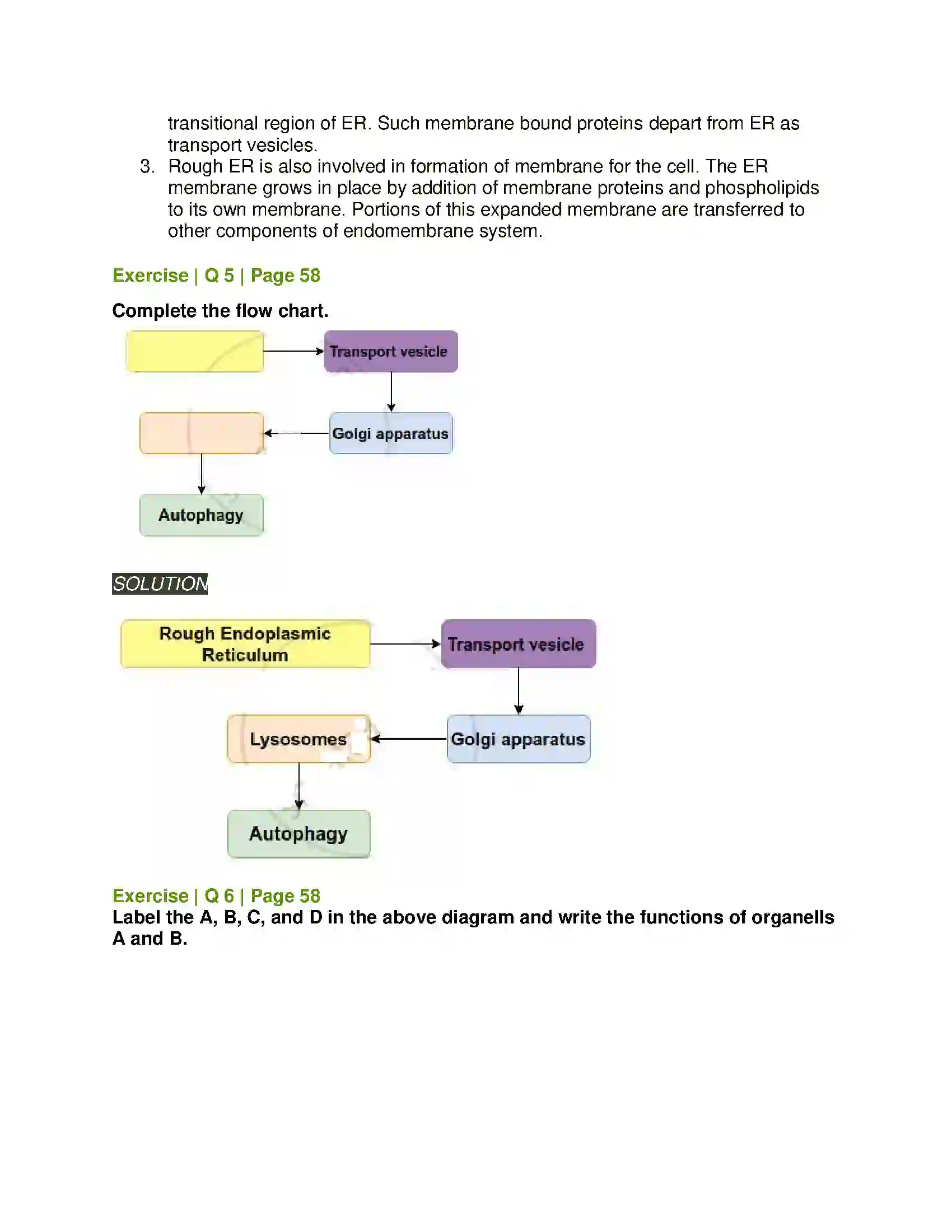 Maharashtra Board Class 11th Biology Cell Structure and Organization Solution 10