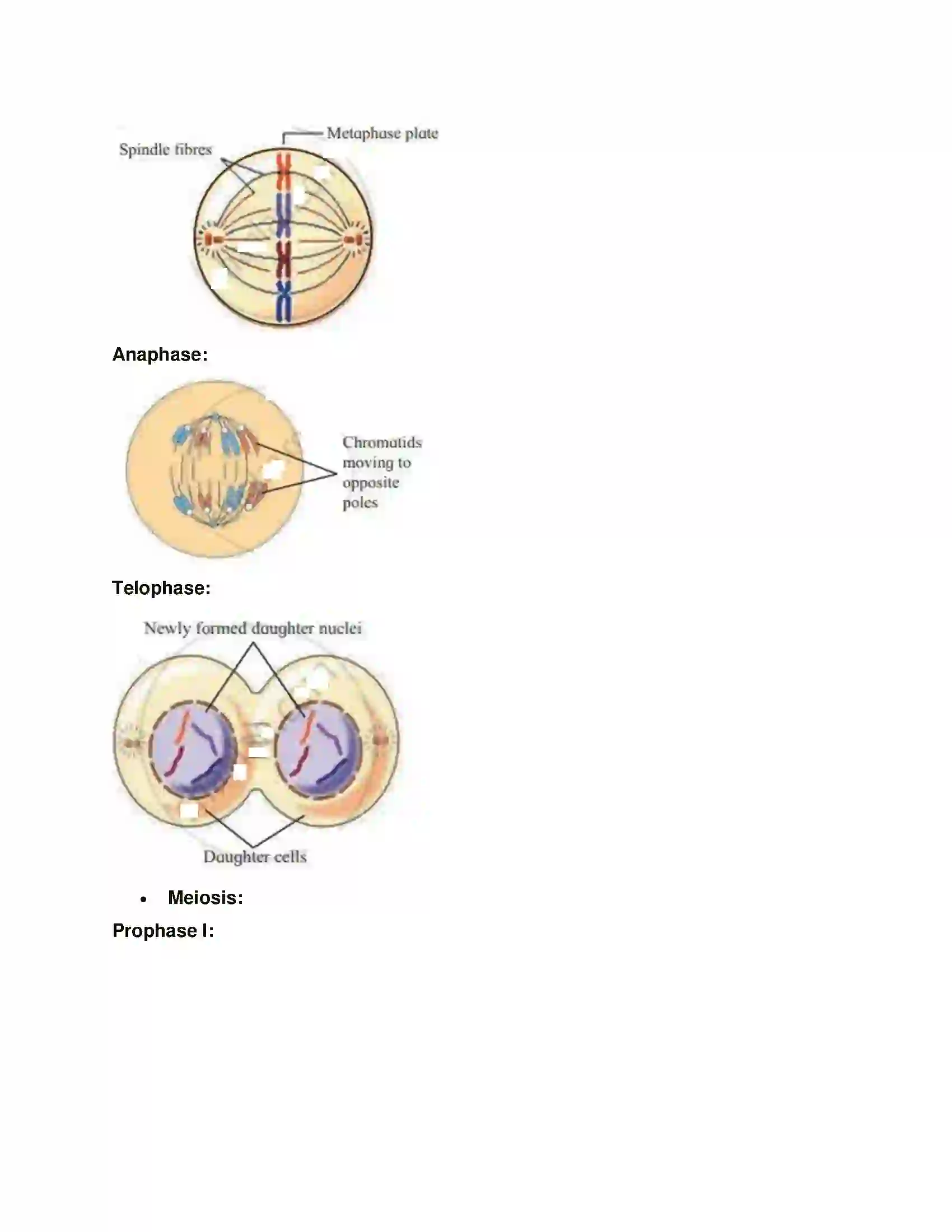 Maharashtra Board Class 11th Biology Cell Division Solution 10