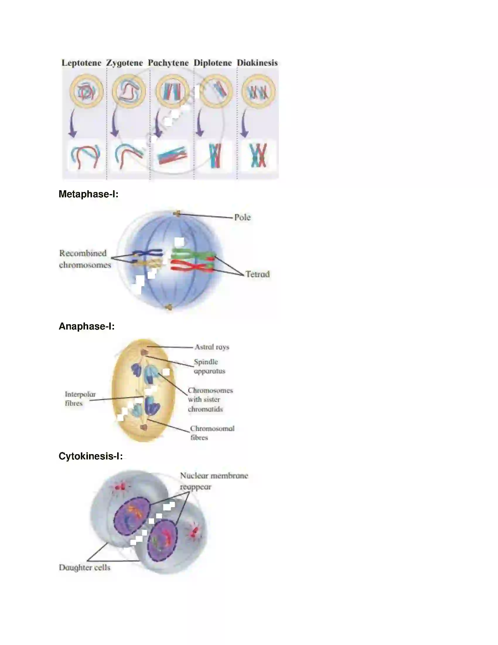 Maharashtra Board Class 11th Biology Cell Division Solution 11