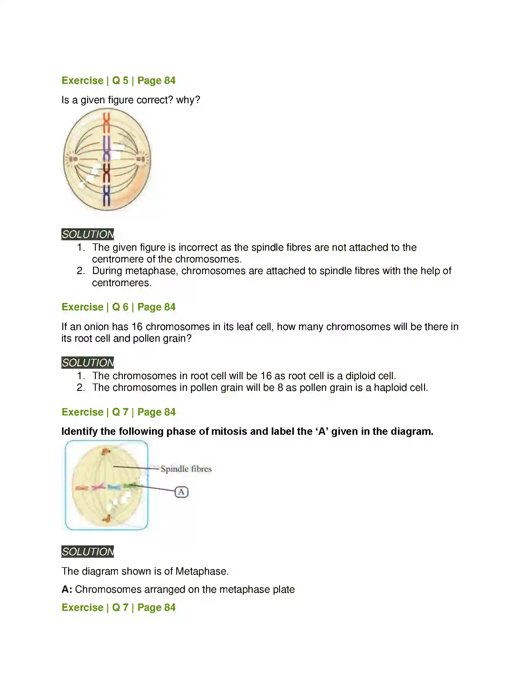 Maharashtra Board Class 11th Biology Cell Division Solution 13