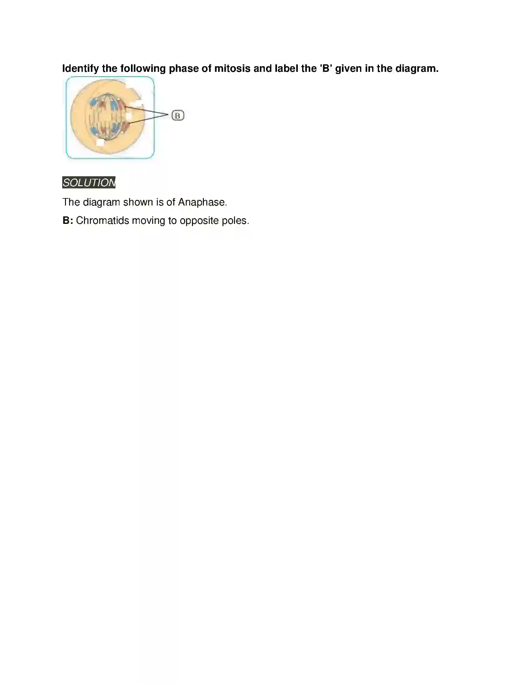 Maharashtra Board Class 11th Biology Cell Division Solution 14