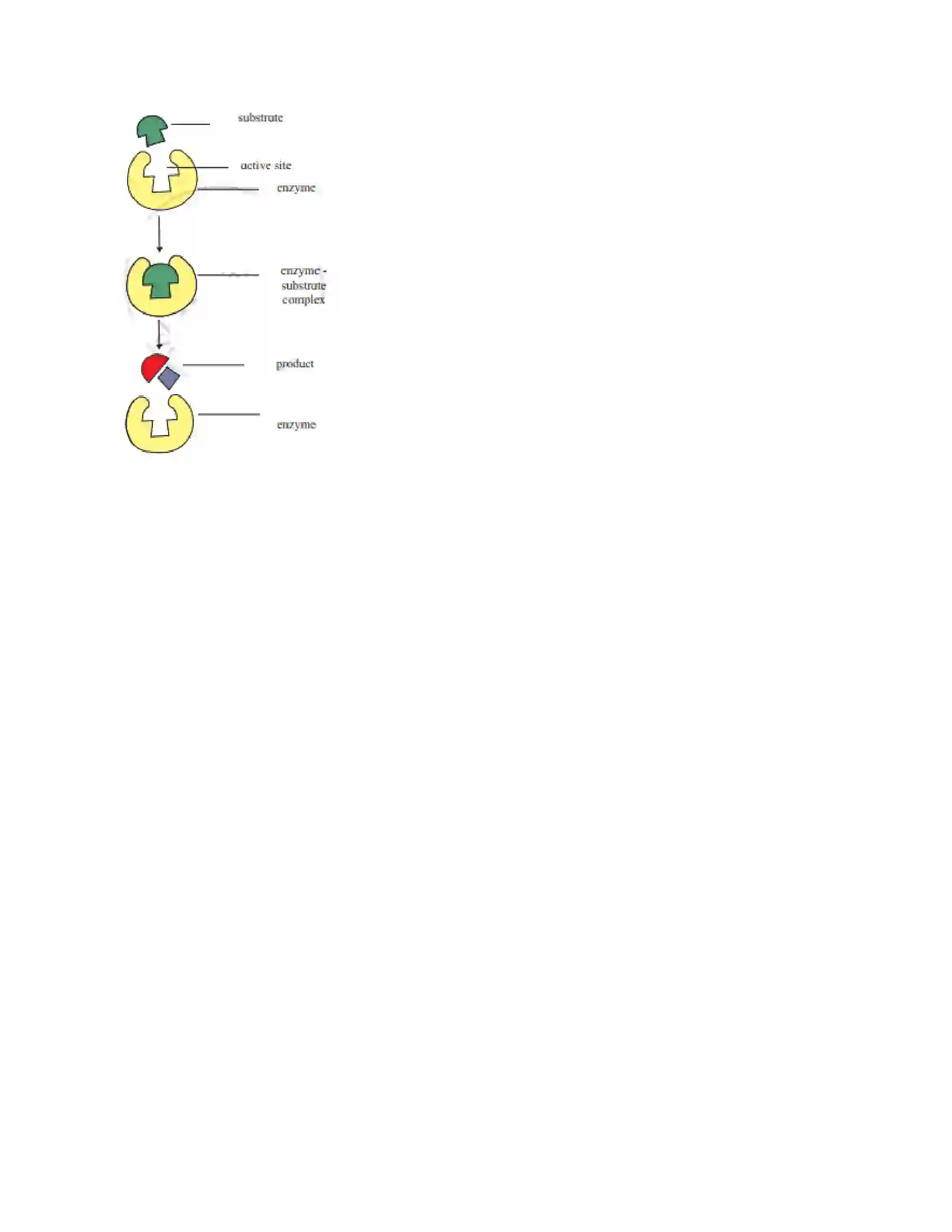 Maharashtra Board Class 12th Chemistry Biomolecules Solution 10