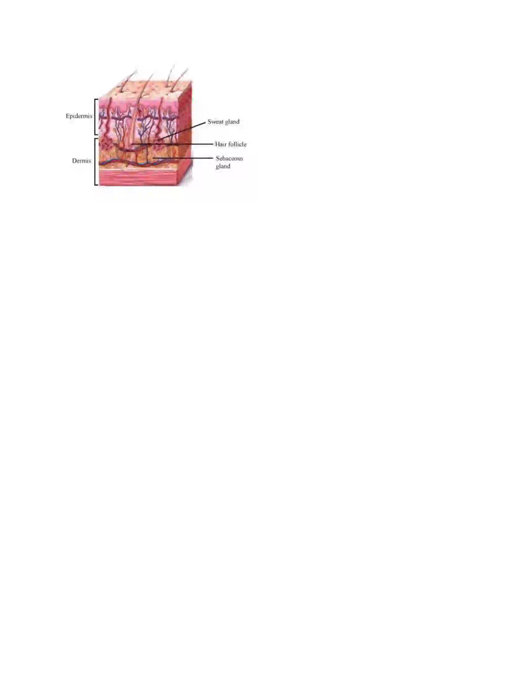 Maharashtra Board Class 6th General Science Our Skeletal System and the Skin Solution 7