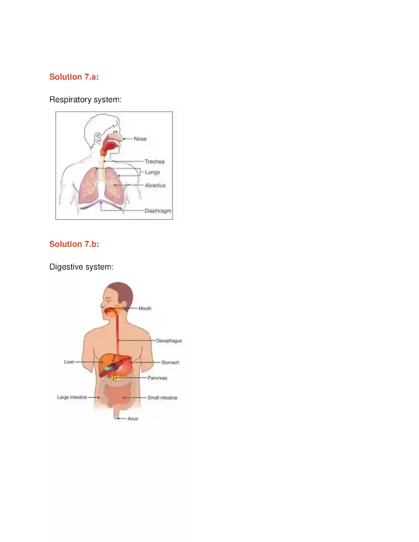 Maharashtra Board Class 6th General Science Organ Systems Solution 3
